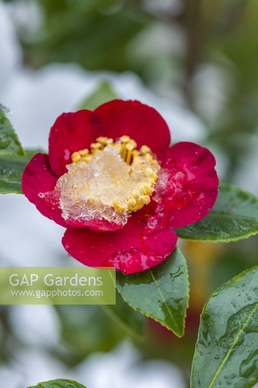 Camellia x vernalis 'Yuletide' syn. Camellia sasanqua 'Yuletide'. Closeup of flower in winter after snowfall. December