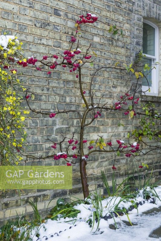 Malus x robusta 'Red Sentinel' and Jasminum nudiflorum - winter jasmine. Crab apple tree trained as an espalier against a house wall with red fruits in winter. December.