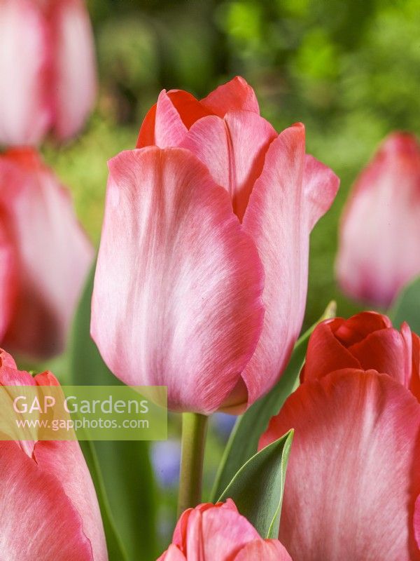 Tulipa Darwin Hybrid Pink Sound, spring April