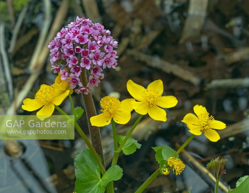 Caltha palustris - Marsh marigold  and Darmera peltata April 