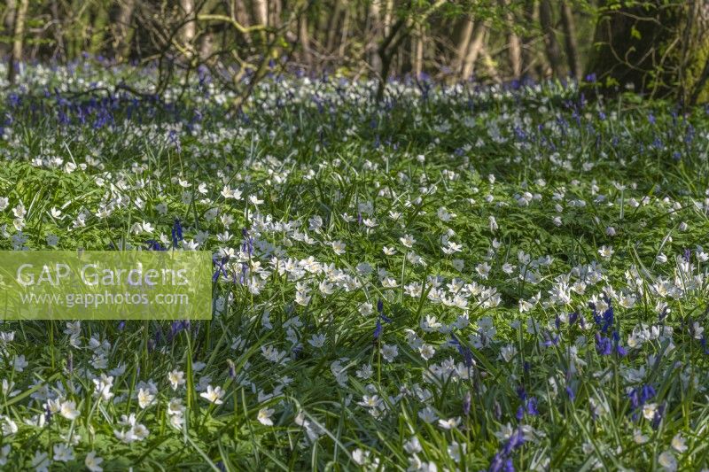 View of a woodland garden carpeted with drifts of Anemone nemorosa and Hyacinthoides non-scripta in Spring - April