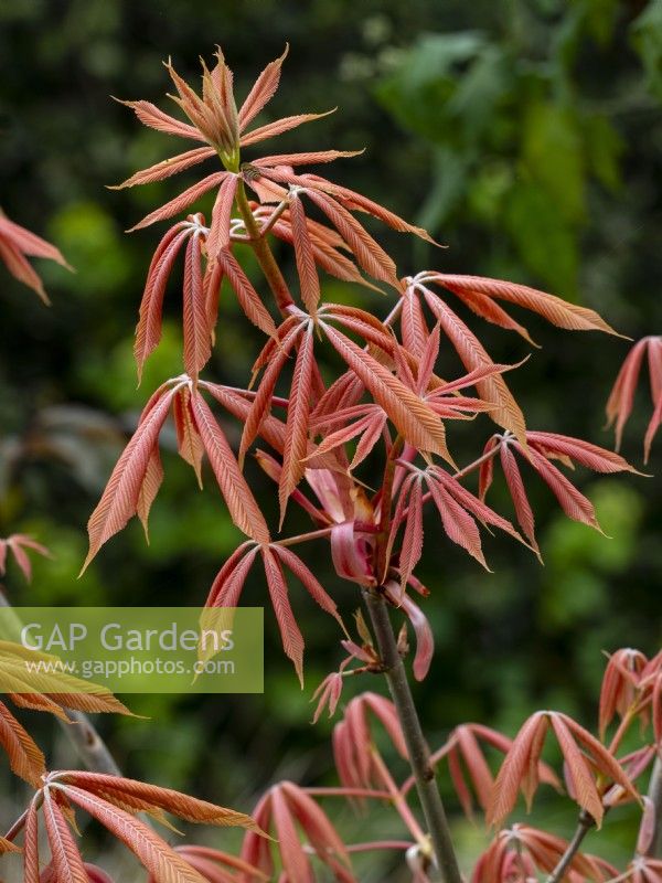 Aesculus x neglecta 'Erythroblastos' early April  