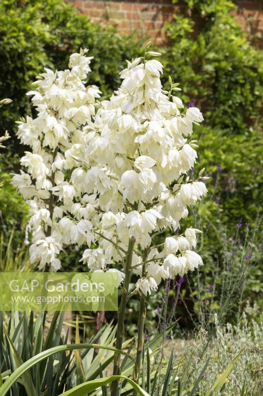 Yucca filamentosa, summer July