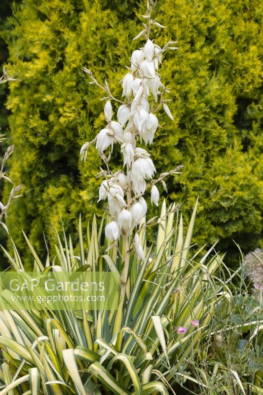 Yucca filamentosa Garland's Gold, summer July