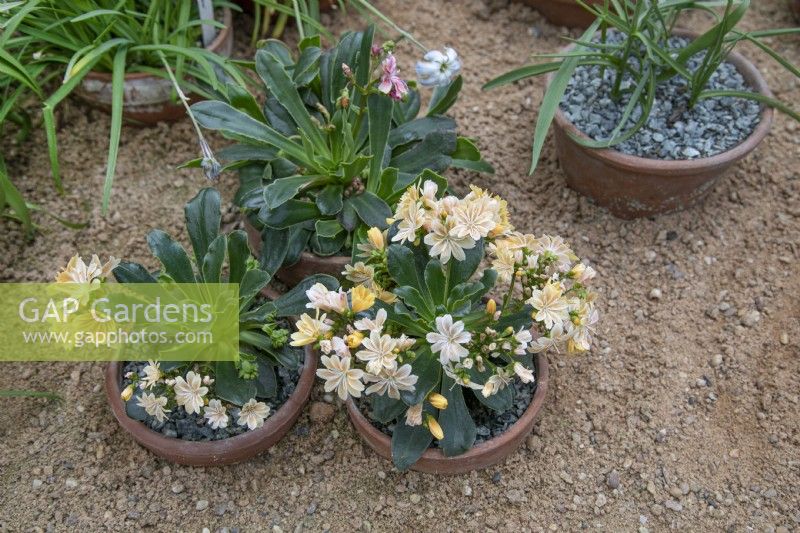 Lewisia cotyledon salmon-flowered - April