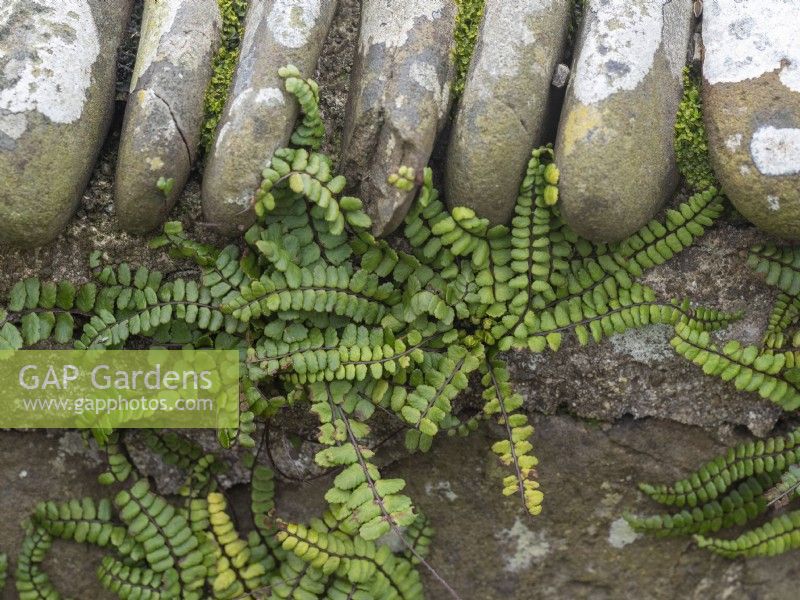 Maidenhair spleenwort growing in pebble wall - Asplenium trichomanes