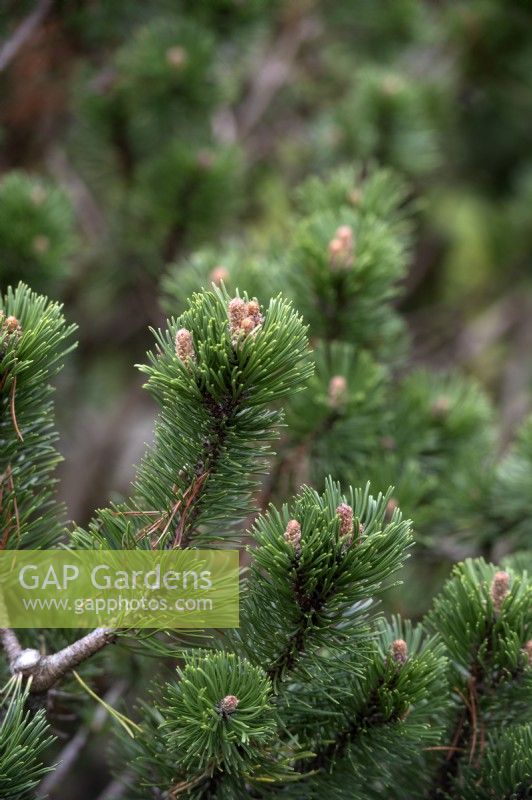 Pinus mugo' Sherwood Compact' bog pine