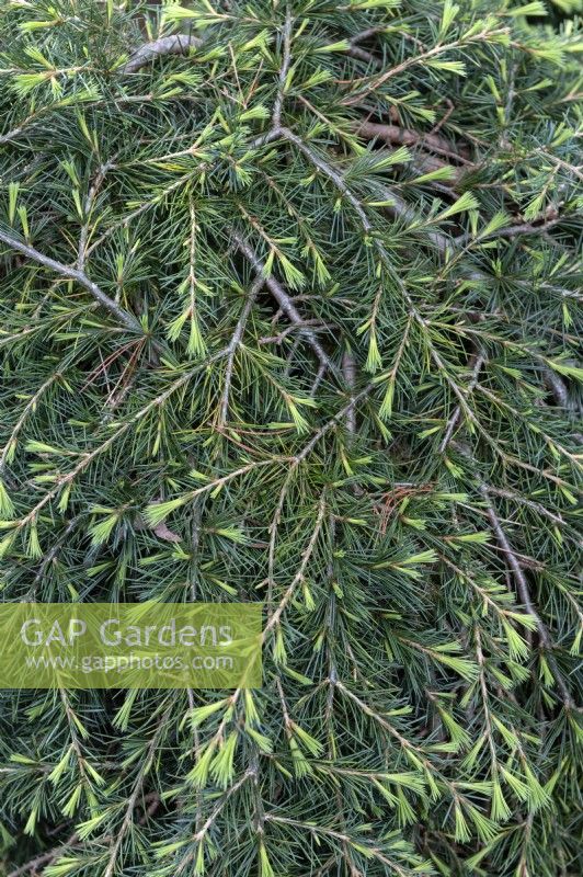 Cedrus libani 'Sargentii' Libanon cedar. 