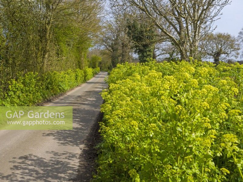 Smymium olusatrum Alexanders in Norfolk Lane Early Spring