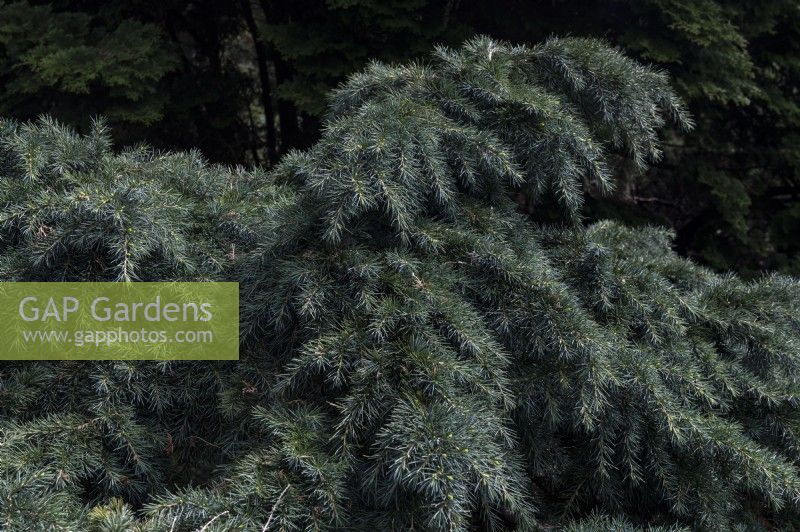 Cedrus deodara 'Divinely blue' deodar cedar