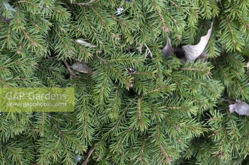 Picea abies 'Malena' Norway spruce