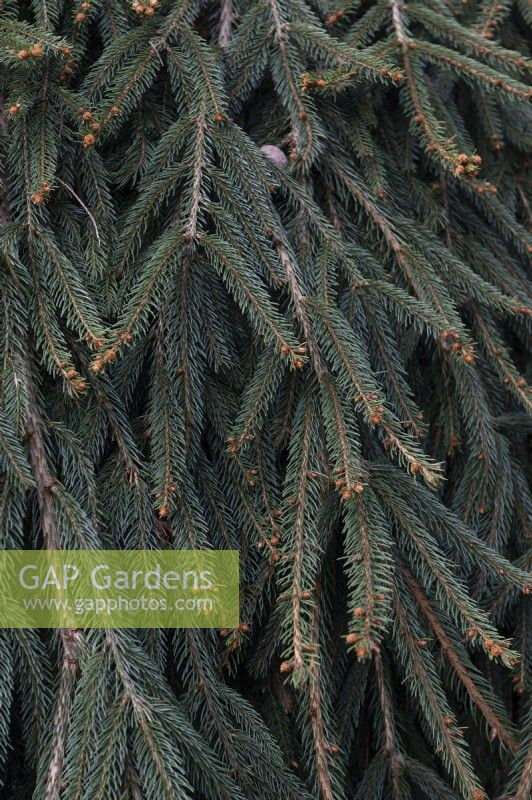 Picea abies 'Wartburg' Norway spruce