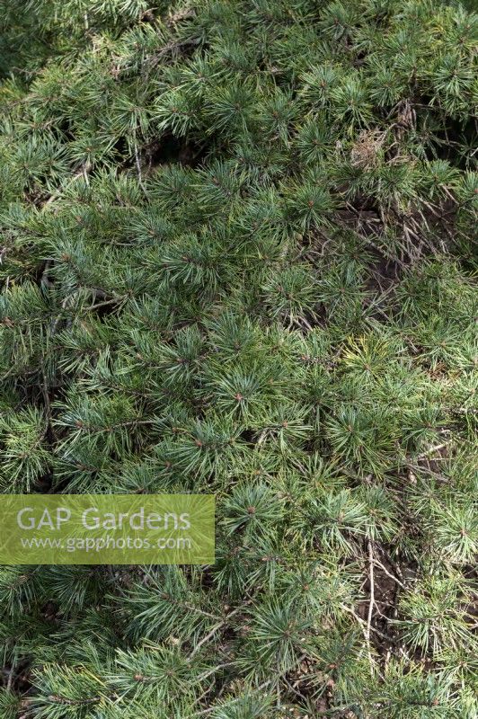 Pinus sylvestris 'Nisbeth's Gem'  Scots pine 
