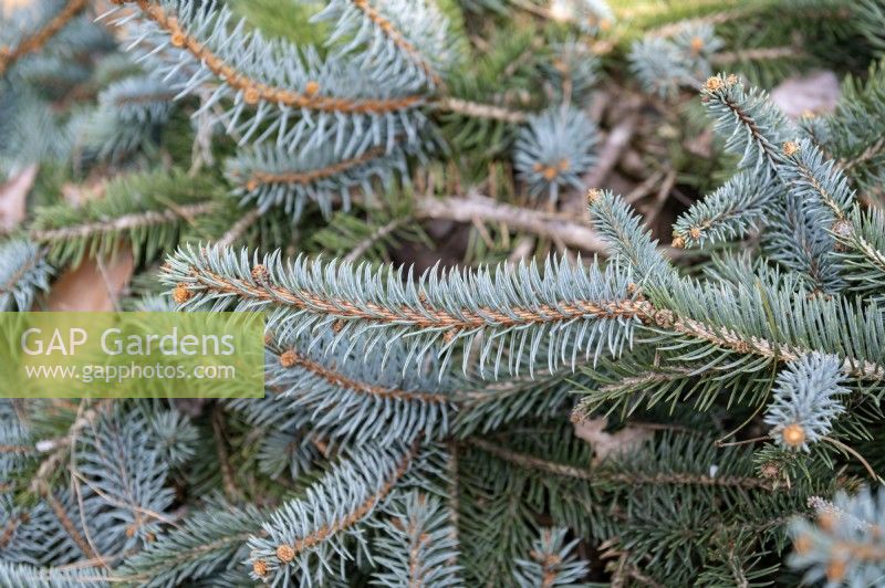 Picea pungens 'Glauca Procumbens' green spruce, 