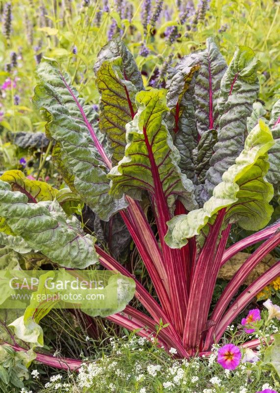 Beta vulgaris var. cicla, spring May