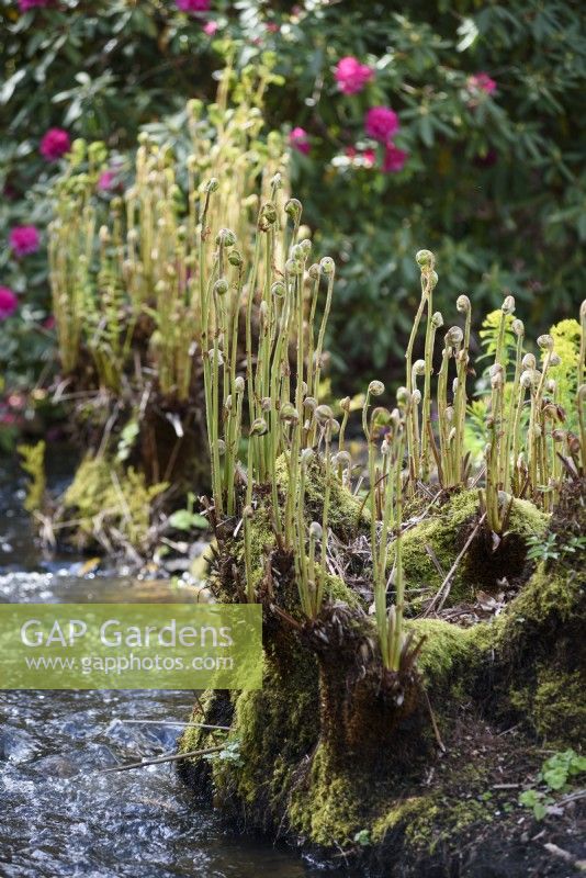 Osmunda regalis in the bog garden at Forde Abbey in April