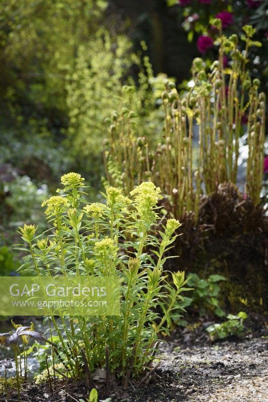 Euphorbias and new leaves of moisture loving plants in the bog garden at Forde Abbey in April