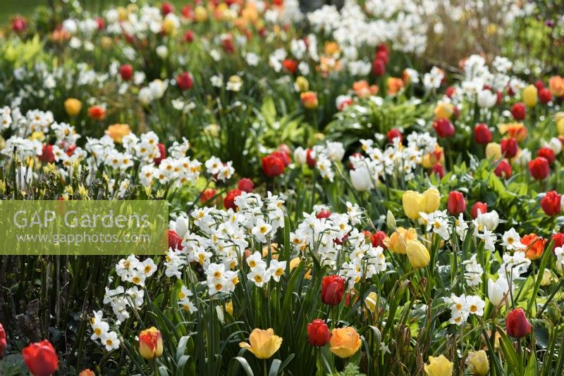 Border of tulips and multiheaded narcissi at Forde Abbey in April.