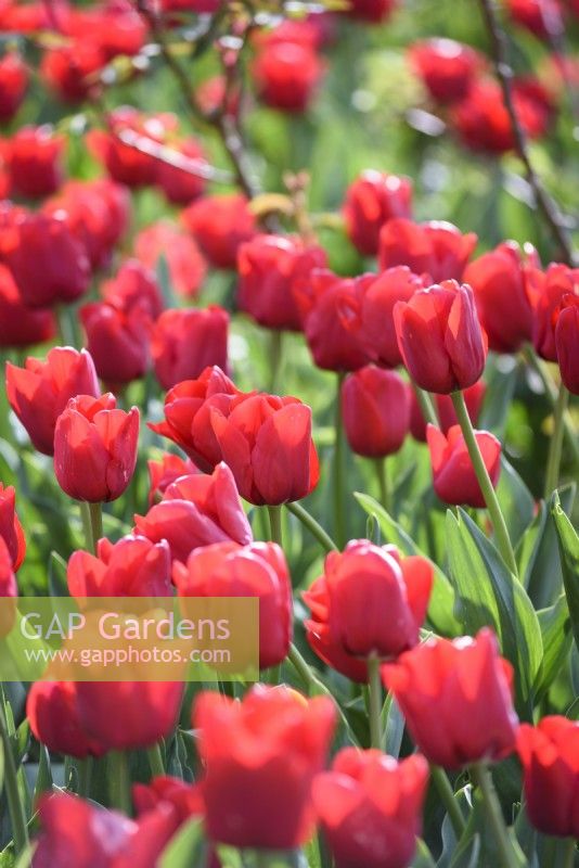 Tulipa 'Escape' in April