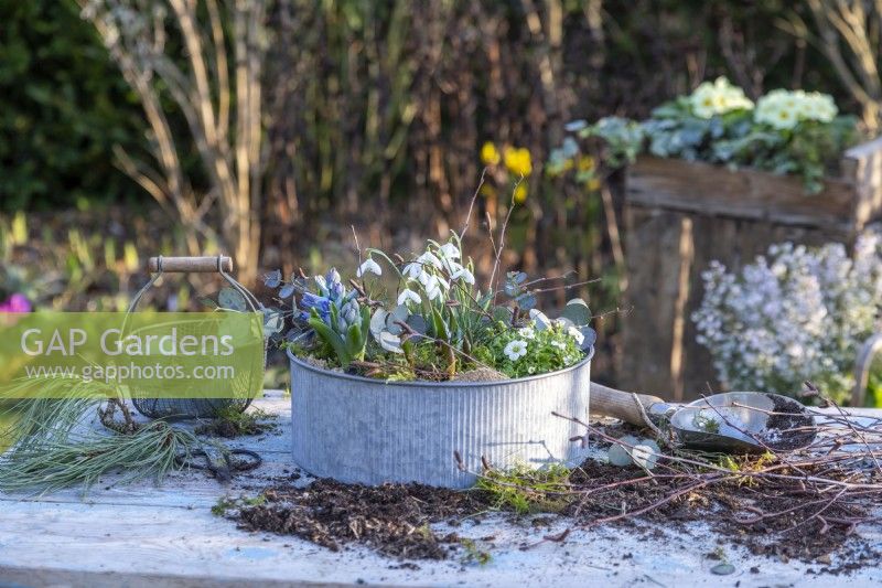Small metal container planted with hyacinths, mossy saxifrage and galanthus - snowdrops with birch and eucalyptus sprigs