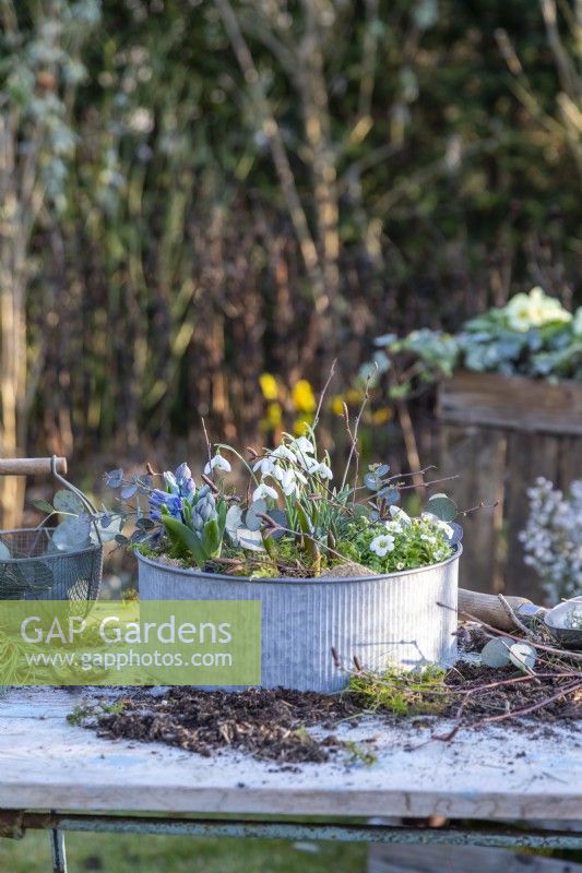 Small metal container planted with hyacinths, mossy saxifrage and galanthus - snowdrops with birch and eucalyptus sprigs