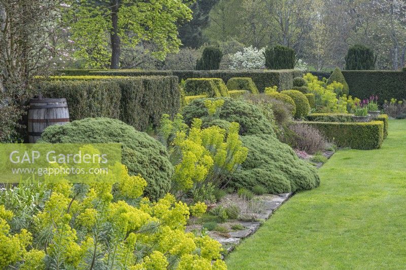 View of Euphorbia characias subspecies wulfenii flowering in a formal country cottage garden with Hebe rakiensis in Spring - April