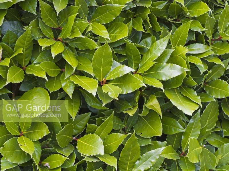 Laurus nobilis - Bay laurel leaves April