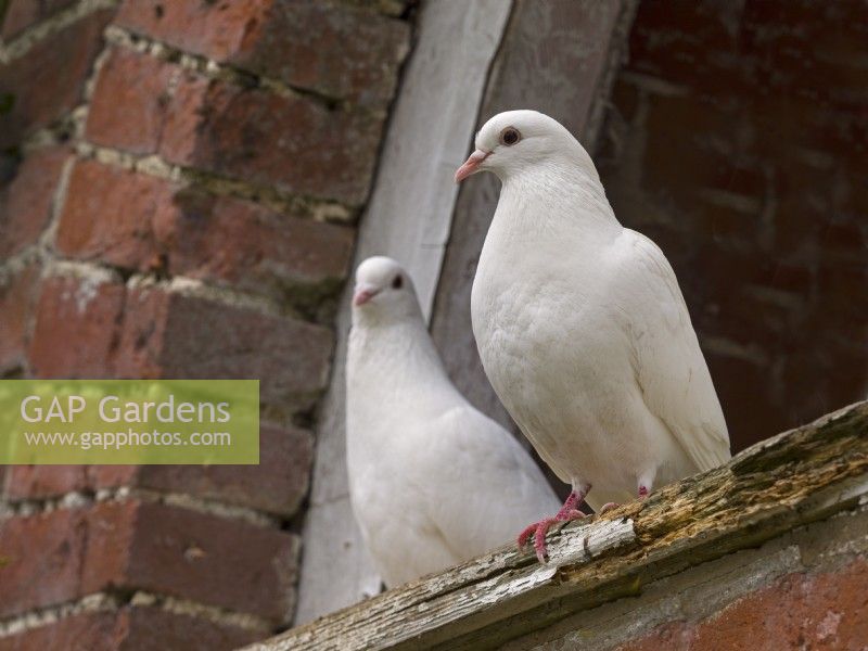 Fan-Tailed Pigeons at the entrace of a  garden dovecot 