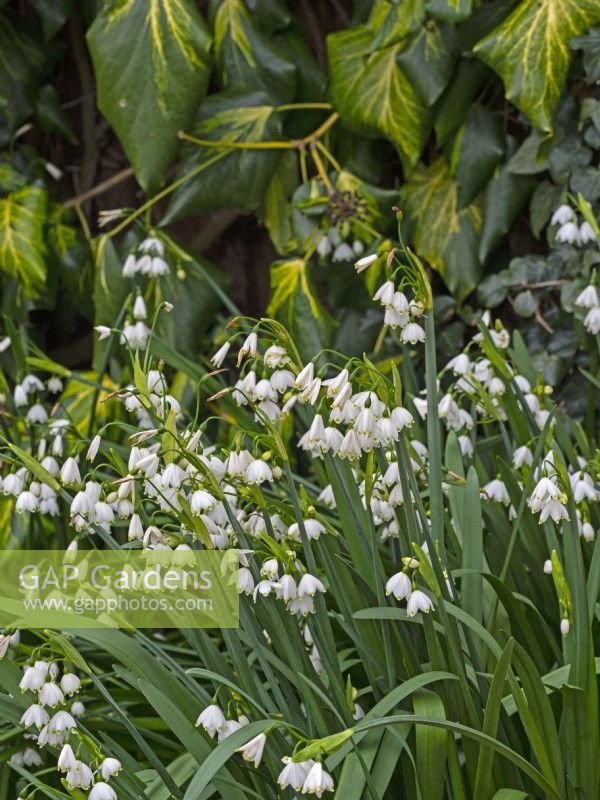  Leucojum aestivum Loddon Lily - Summer/Giant Snowflake April Spring
