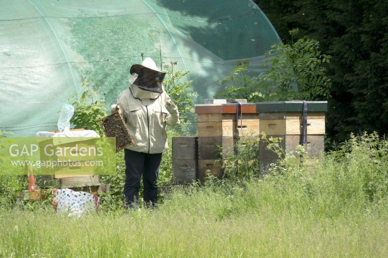 Beekeeper with honeycomb in front of the beehives.
