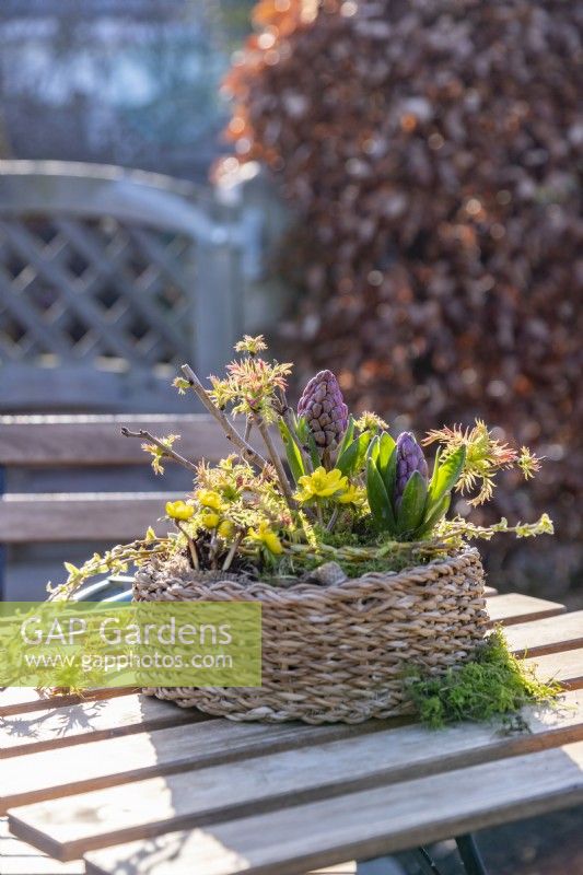 Wicker container planted with winter aconites and grape hyacinths with moss, willow ring and sorbaria sprigs