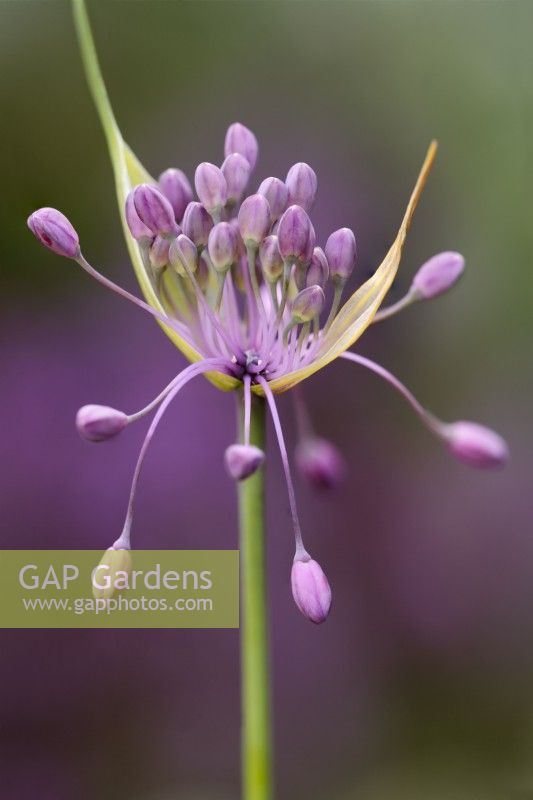 Allium carinatum subsp pulchellum