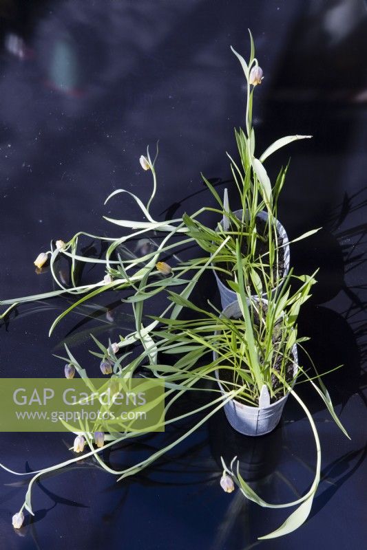 Fritillaria uva-vulpis growing in metal container with flowering stems sprawling over black glass table. March. Spring. 