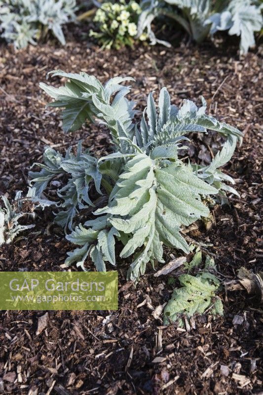 Bed with plants of Cynara cardunculus thickly mulched with partially composted bark. March. Spring.