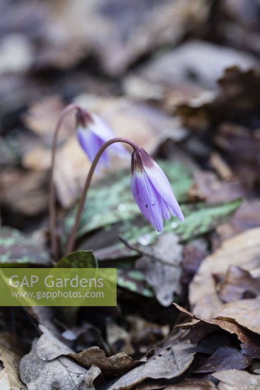Erythronium dens canis with single flower growing in leaf litter. March. Spring.