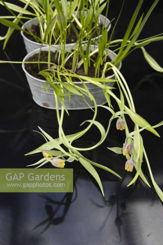 Fritillaria uva-vulpis growing in metal container with flowering stems sprawling over black glass table. March. Spring. 