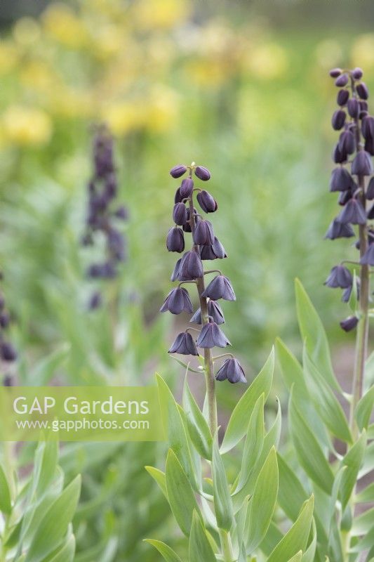 Fritillaria persica 'Blues Brothers' - Persian Lily