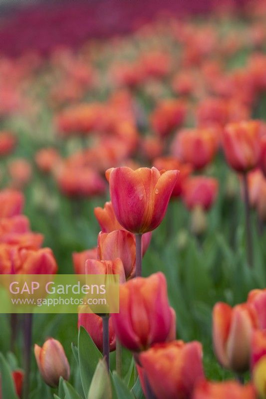 Tulipa 'Annie Schilder' - Triumph Tulip