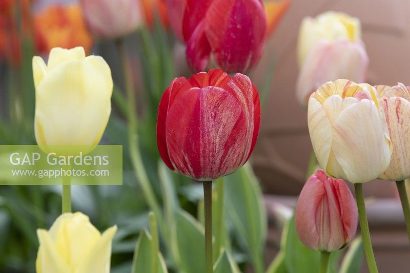 Tulipa 'Silverstream' - Darwin Hybrid Tulip