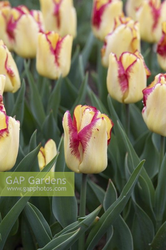 Tulipa 'Cape Town' - Single Early Tulip