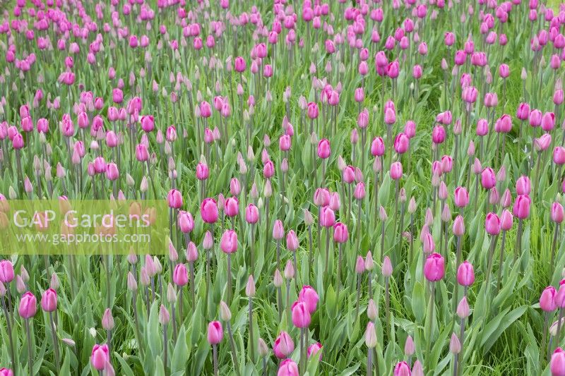 Tulipa 'Don Quichotte' - Triumph Tulip