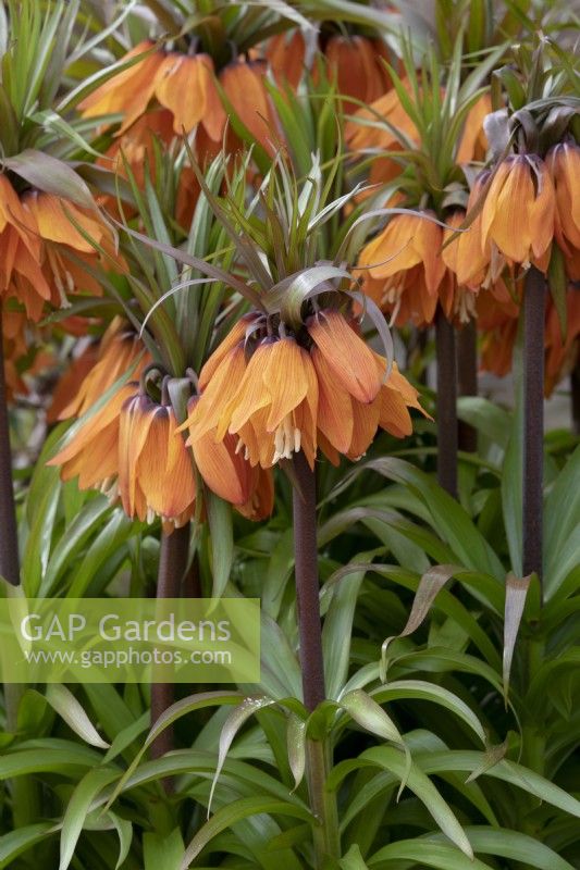 Fritillaria imperialis 'Sunset' - Crown Imperial