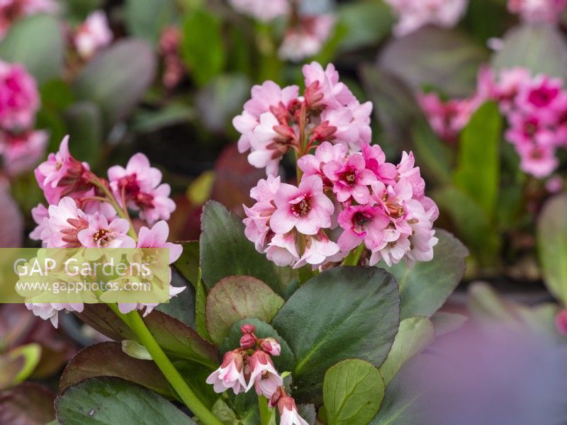  Bergenia 'Pink Dragonfly' in flower April