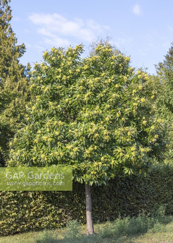 Castanea sativa, summer June