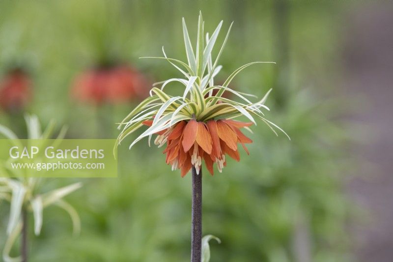 Fritillaria imperialis 'Argenteovariegata' - Crown imperial