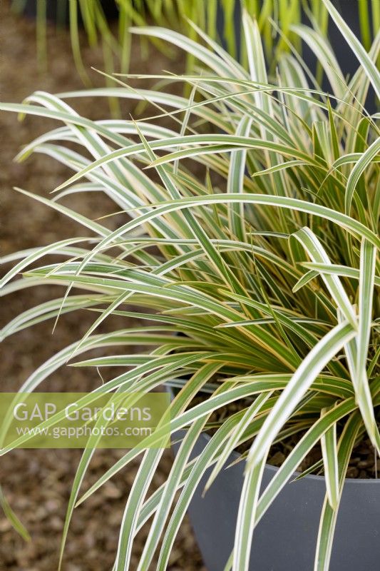 Carex morrowii EverColor Everglow in pot, spring May