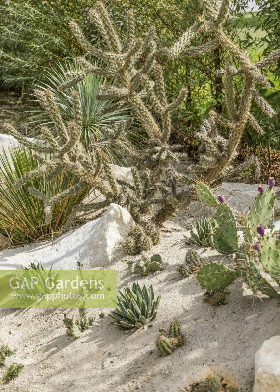 Cacti Mix, summer July