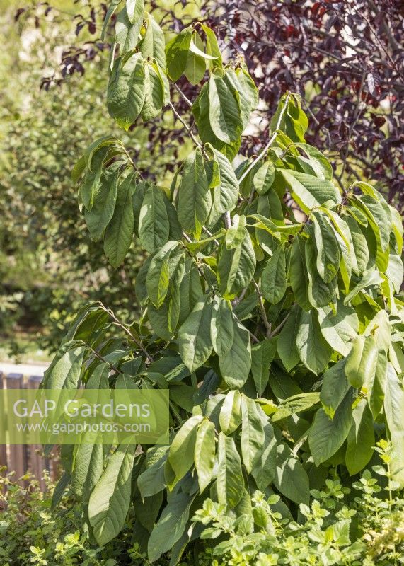 Asimina triloba, spring May