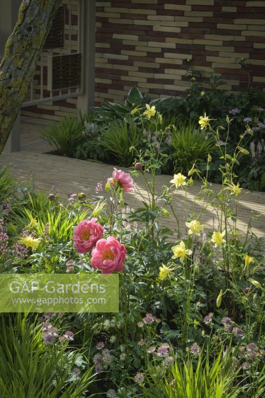 Planting of  pink astrantias, yellow Aquilegia and  candy-red   Paeonia 'Coral Sunset' -  RHS Chelsea Flower Show 2022 - Stitchers Sanctuary Garden