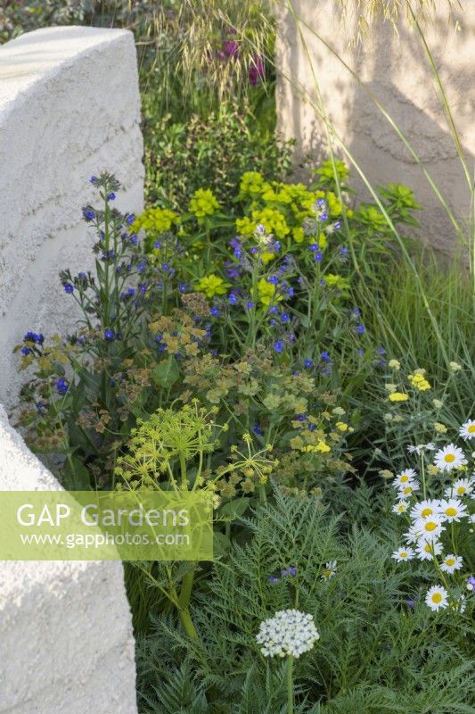 Euphorbia wallichii, horned spurge, in combination with ox-eye daisies and campanula. The Mind Garden, RHS Chelsea Flower Show 2022- Gold Medal
